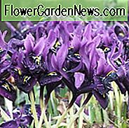 Iris 'Katharine Hodgkin' Iris 'Catharine Hodgkin', Iris reticulata 'Catharine Hodgkin', Iris reticulata, ม่านตา Iris, ม่านช่อดอกต้นฤดูใบไม้ผลิ, ดอกไม้สีฟ้า, ม่านตาสีฟ้า