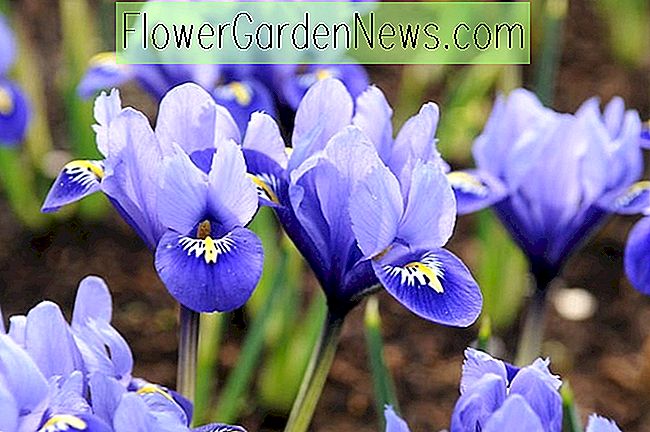 Iris reticulata, Iris reticulata, Iris Reticulata 'Katharine Hodgkin', Iris Reticulata 'Harmony', Iris reticulata 'Pixie', Iris Reticulata 'ฤดูใบไม้ผลิ', Iris Reticulata 'Gordon'
