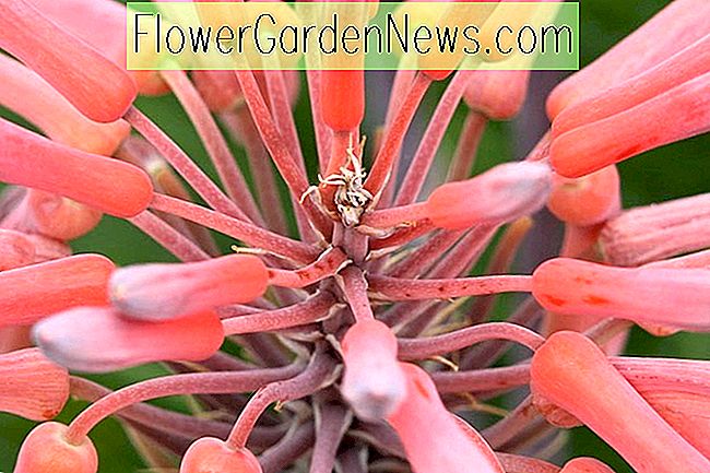Aloe maculata, Soap Aloe, Aloe saponaria, Orange blommor, Zebra Aloe