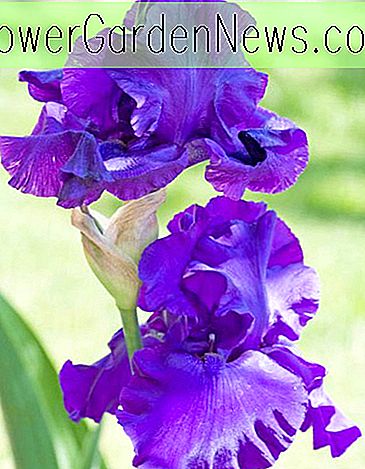 Iris 'อินดิโก้ปริ๊นเซส' (Bearded Iris)