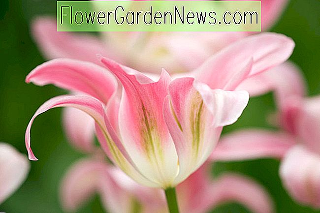 Tulipa 'Florosa' (Viridiflora Tulip)