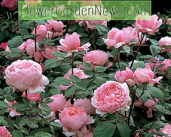 Rose Brother Cadfael, Rosa Brother Cadfael, David Austin Rose, Angielskie róże, Krzew róże, różowe róże, róże pnące, pachnące róże
