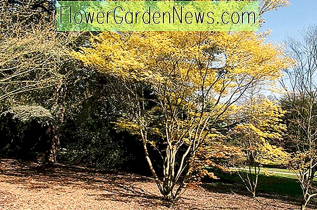 Acer palmatum 'Katsura' (Japanischer Ahorn) 🌹 Nützliche Tipps Gärtner