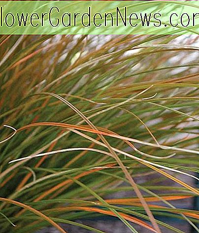 Carex testacea (părul din Noua Zeelandă)