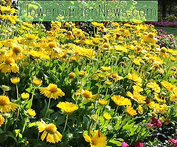 Gaillardia x grandiflora 'Mesa Gelb' (Kokardenblume) 🌹 Nützliche Tipps