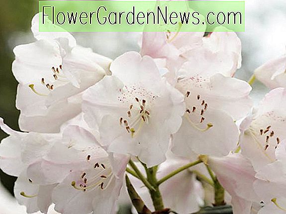 Rhododendron decorum (Great White Rhododendron)