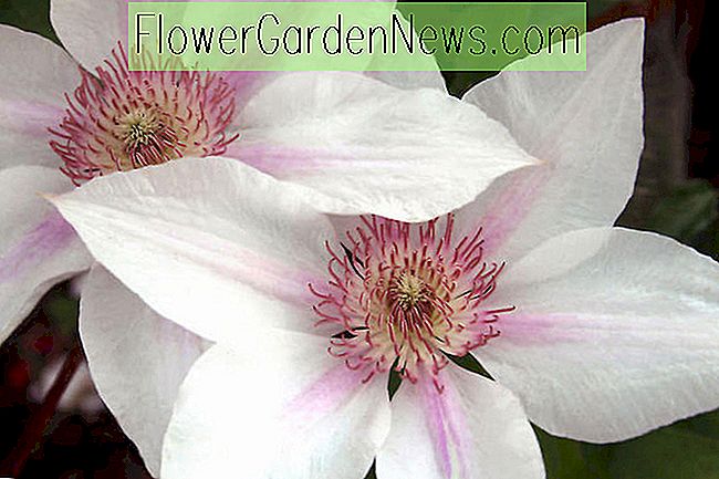 Great Clematis for Upper South Region