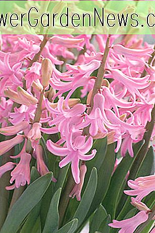 Hyacinthus orientalis 'Pink Festival' (nederlandsk hyacint)