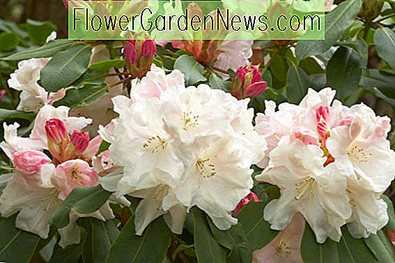 Rhododendron 'Loderi King George', 'Loderi King George' Rhododendron, Midseason Rhododendron, Doftande Rhododendron, Vit Rhododendron, Vit Blommande Busk
