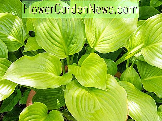 Hosta plantaginea (Plantain Lily)