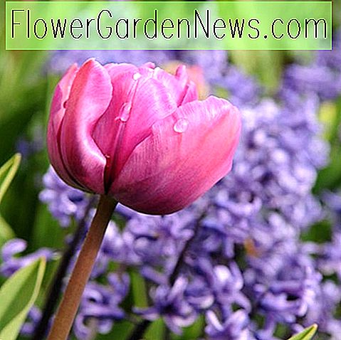 Tulipa 'Purple Rain' (Triumph Tulip)