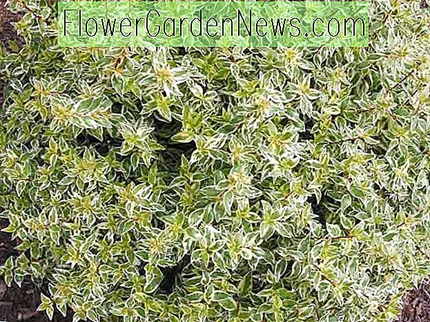 Abelia × grandiflora 'Radiance' (Glossy Abelia)