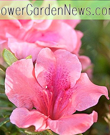Rhododendron 'Herbstkoralle' (Encore Azalea Series)