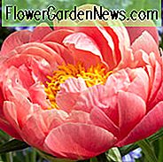 Paeonia 'Coral Sunset', Peony 'Coral Sunset', 'Coral Sunset' Peony, Rosa Blommor, Rosa Peonies, Coral Flowers, Coral Peonies