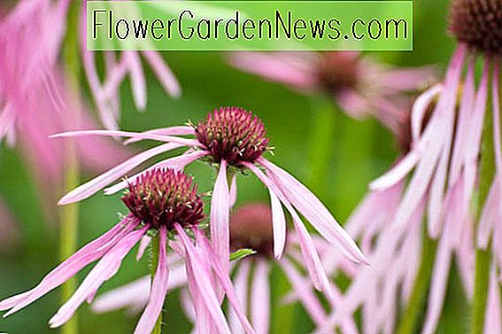 Echinacea pallida (Blek Lilla Coneflower)
