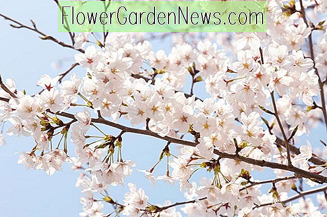Prunus x yedoensis, cerisier Yoshino, cerisier Yoshino, cerisier japonais, cerisier Yoshino, cerisier Potomac, cerisier de Tokyo, fleurs de printemps, fleurs blanches, fleurs roses, fleurs odorantes