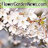Prunus × yedoensis 'Shidare-Yoshino', Cerisier japonais 'Shidare-Yoshino', Cerise Yoshino, Cerise Potomac, Cerisier de Tokyo, Cerisier Yoshino pleureur, Arbuste à fleurs, Fleurs blanches