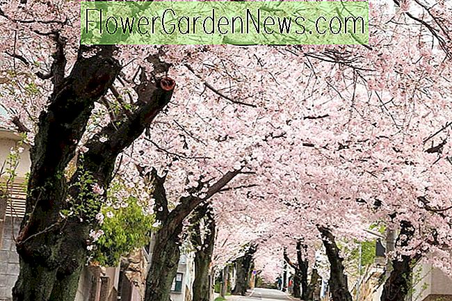 Prunus x yedoensis, cerisier Yoshino, cerisier Yoshino, cerisier japonais, cerisier Yoshino, cerisier Potomac, cerisier de Tokyo, fleurs de printemps, fleurs blanches, fleurs roses, fleurs odorantes
