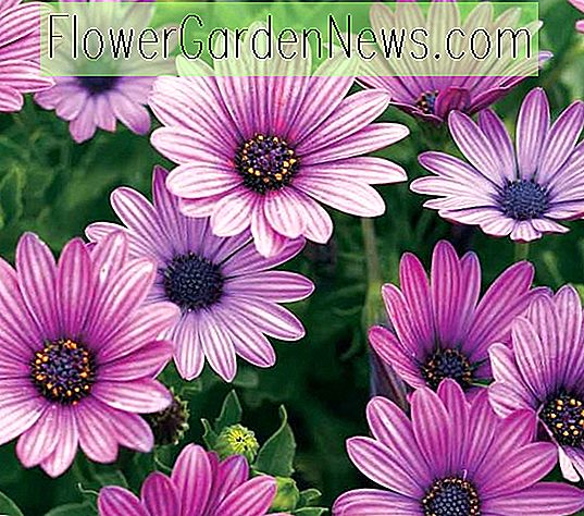 Osteospermum 'Soprano Purple', Afrikansk Daisy 'Soprano Purple', Cape Daisy 'Soprano Purple', Sopran-serien, vintergröna perenn, vintergröna buskar, lila blommor