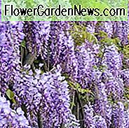 Wisteria Sinensis Prolific, Chinese Wisteria Prolific, Fragrant Vine, Geurige struik, Paarse bloemen, Lavendelbloemen
