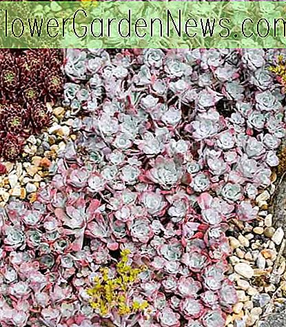Sedum spathulifolium 'Purpureum' (Fetthenne)