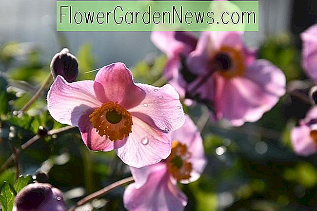Anemone hupehensis var Japonica 'Splendens' (ญี่ปุ่น Anemone)