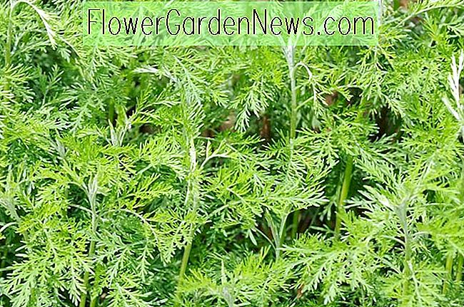 Artemisia abrotanum (Südwood)