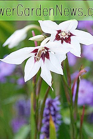 Gladiolus callianthus murielae (abessinische Schwertlilie)