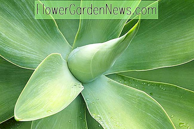 Agave attenuata (Fox Tail Agave)