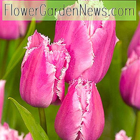 Tulipa 'Fringed Family' (gefranjerde tulp)