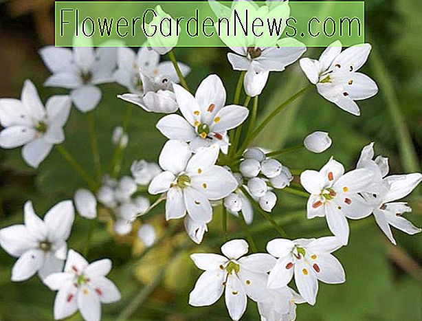 Allium neapolitanum (dekoratyviniai svogūnai)