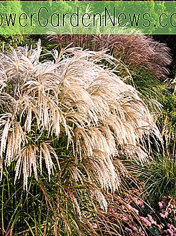Miscanthus sinensis 'Kaskade' (Maiden Grass)
