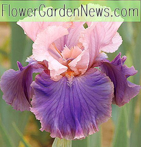 Iris 'Florentine Silk' (Bearded Iris)