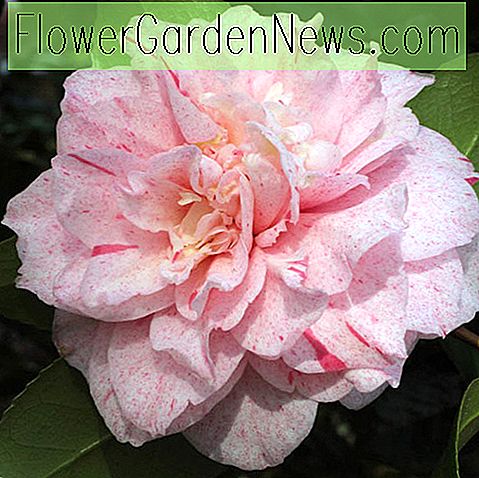 Camellia japonica 'Carter's Sunburnt'