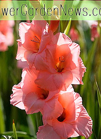 Gladiolus 'Forte Rosa' (épée Lily)