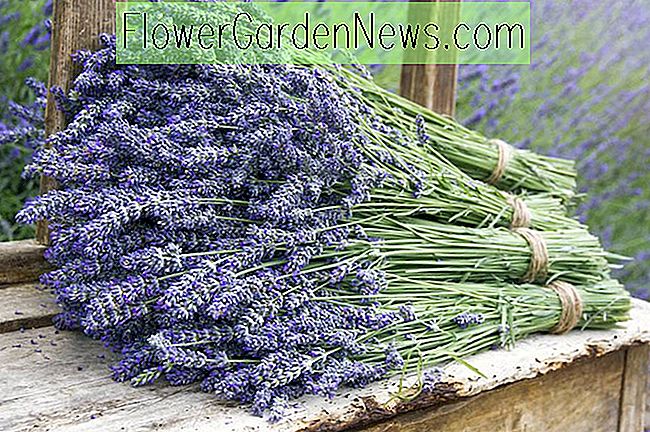 Lavendel-Sorten und blühende Jahreszeiten