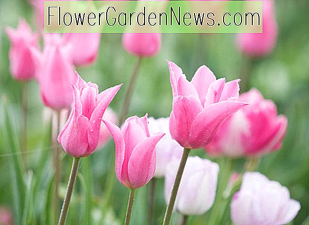 Tulipa 'China Pink' (Lilienblütige Tulpe)