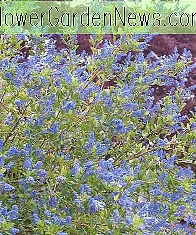 Ceanothus 'Skylark', California Lila 'Skylark', Ceanothus thyrsiflorus 'Skylark', Blue Flowers, Fragrant Shrubs, Evergreen Shrubs
