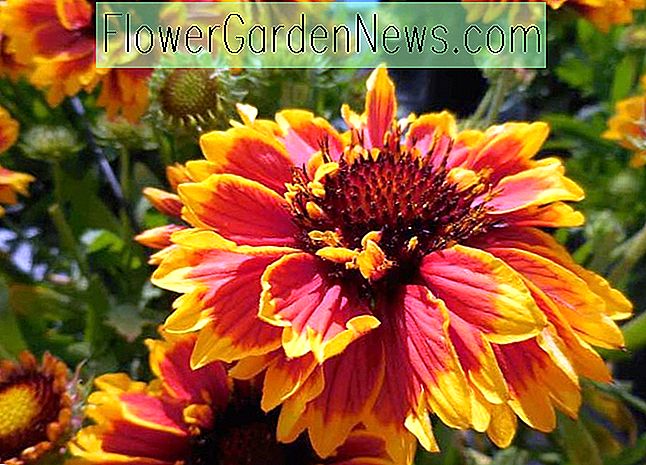 Gaillardia x grandiflora 'Sunset Spice' (Kokardenblume) 🌹 Nützliche