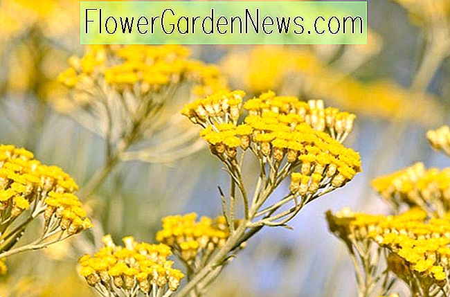 Helichrysum italicum (Curry Plant)