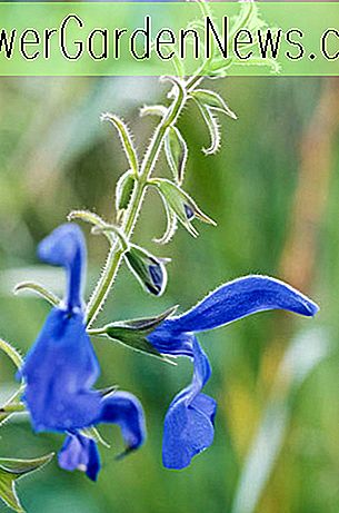 Salvia patens (Gentian Sage)