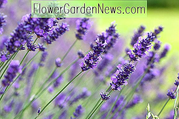 Lavandula angustifolia 'Hidcote' (Lavendel)