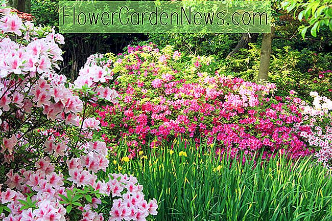 Great Bulbs และไม้ยืนต้นเป็นพืช Companion สำหรับ Azaleas และ Rhododendrons