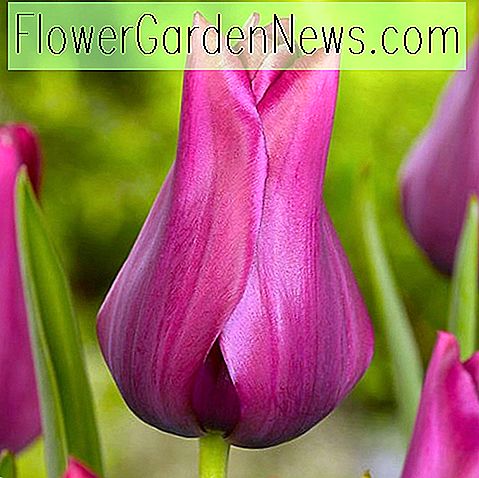 Tulipa 'Merlot' (Lily-Flowered Tulip)