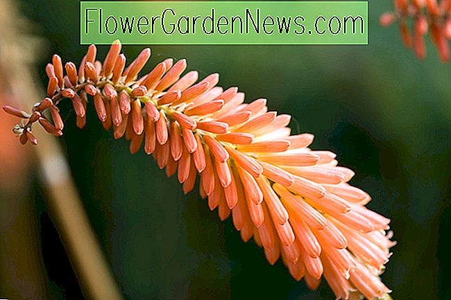 Kniphofia 'Timothy' (Red Hot Poker)
