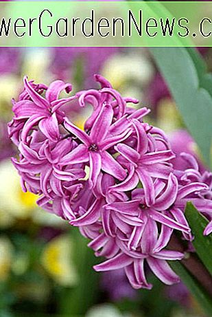 Hyacinthus orientalis 'Purple Sensation' (Hyacinth holandés)