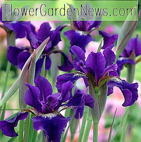 Iris sibirica 'Ruffled Velvet' (Siberian Iris)