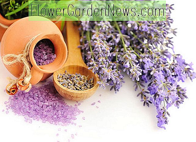 cele mai aromate lavenders, lavenders puternic parfumate, Lavandă engleză, Lavandin, lavandula angustifolia, lavandula x intermedia, lavenders parfumate