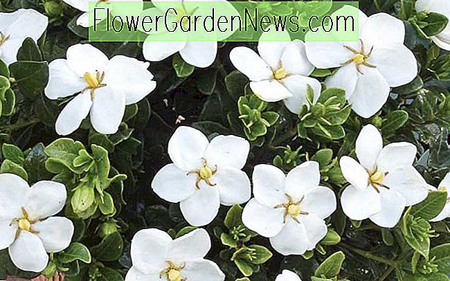 Gardenia jasminoides 'Kleim's Hardy' (Cap Jasmin)