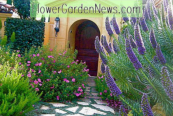 Mândria din Madeira, Echium Candicans, Echium Fastuosum, plante tolerante la secetă, flori de vară, plante rezistente la plante, plante de coastă, plante pe litoral